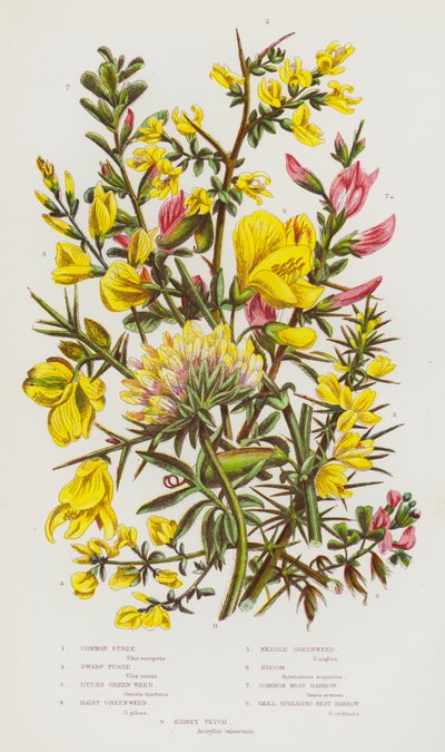 Rośliny kwitnące Wielkiej Brytanii: Furze pospolite, Furze karłowate, Dyers Green-Weed, Hairy Green-Weed, Needle Green-Weed, Broom, Common Rest Harrow, Small Spreading Rest Harrow, Kidney Vetch (kolorowa litografia) autorstwa English School