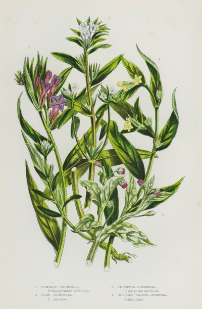 Kwitnące rośliny Wielkiej Brytanii: Gromwell pospolity, Gromwell kukurydziany, Gromwell pełzający, Gromwell Sea Side Smooth (kolor lito) autorstwa English School