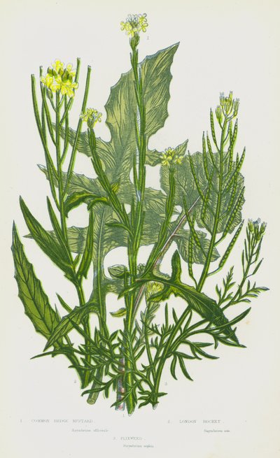 Rośliny kwitnące Wielkiej Brytanii: Common Hedge Mustard, London Rocket, Flixweed (kolorowa litografia) autorstwa English School