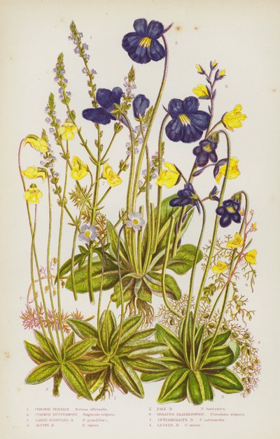 Rośliny kwitnące Wielkiej Brytanii: Werbena pospolita, Maślanka zwyczajna, Maślanka wielkokwiatowa, Maślanka alpejska, Maślanka blada, Pęcherznica większa, Pęcherznica pośrednia, Pęcherznica mniejsza (kolor lito) autorstwa English School