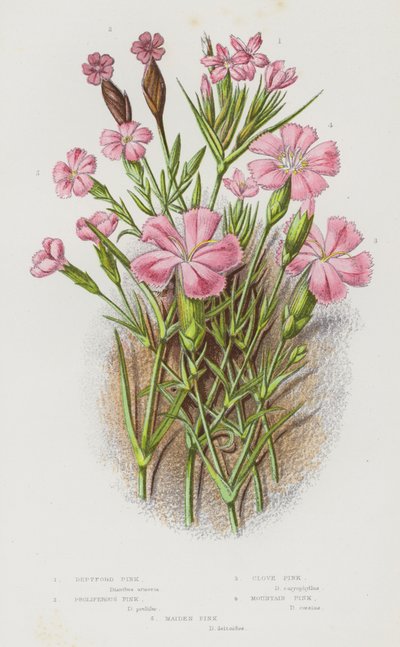 Kwitnące rośliny Wielkiej Brytanii: Deptford Pink, Proliferous Pink, Clove Pink, Mountain Pink, Maiden Pink (kolor lito) autorstwa English School