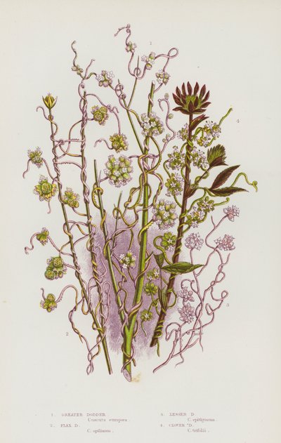 Rośliny kwitnące Wielkiej Brytanii: Greater Dodder, Flax Dodder, Lesser Dodder, Clover Dodder (kolorowa litografia) autorstwa English School