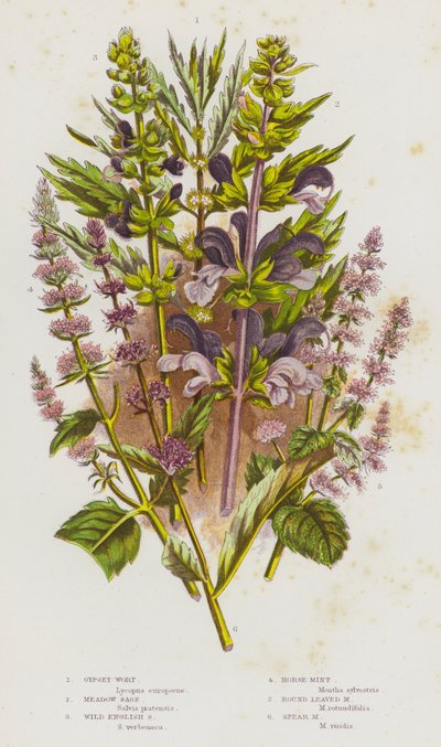 Kwitnące rośliny Wielkiej Brytanii: Gypsey-Wort, Meadow Sage, Wild English Sage, Horse-Mint, Round Leaved Mint, Spear Mint (kolorowa litografia) autorstwa English School