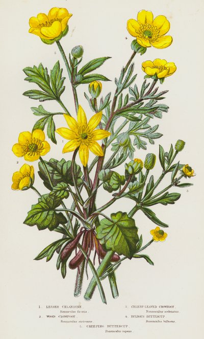 Flowering Plants of Great Britain: Lesser Celandine, Wood Crowfoot, Celery-Leaved Crowfoot, Bulbous Buttercup, Creeping Buttercup (kolorowa litografia) autorstwa English School