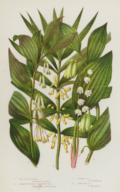 Rośliny kwitnące Wielkiej Brytanii: Lily of the Valley, Narrow-Leaved Solomon