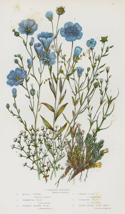 Rośliny kwitnące Wielkiej Brytanii: Mossy Cyphel, Perennial Flax, Narrow Leaved Flax, Common Flax, Cathartic Flax, Thyme Leaved Flax Seed, Slender Buffonia (color litho) autorstwa English School