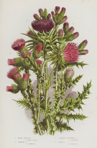 Rośliny kwitnące Wielkiej Brytanii: Musk Thistle, Welted Thistle, Slender Flowered Thistle, Milk Thistle (kolorowa litografia) autorstwa English School