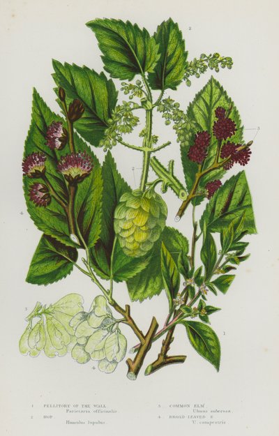 Rośliny kwitnące Wielkiej Brytanii: Pellitory of the Wall, Hop, Common Elm, Broad-Leaved Elm (kolorowa litografia) autorstwa English School