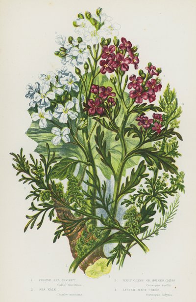 Rośliny kwitnące z Wielkiej Brytanii: Purple Sea Rocket, Sea Kale, Wart Cress lub Swies Cress, Lesser Wart Cress (kolor lito) autorstwa English School
