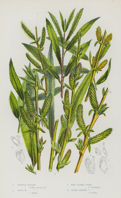 Rośliny kwitnące Wielkiej Brytanii: wierzba purpurowa, wierzba różowa, wierzba sosnowa, wierzba zielonolistna (kolor litho) autorstwa English School