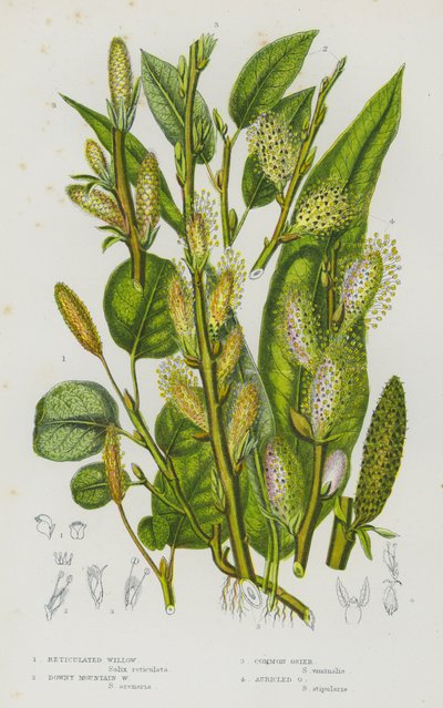 Rośliny kwitnące Wielkiej Brytanii: Reticulated Willow, Downy Mountain Willow, Common Osier, Auricled Osier (kolorowa litografia) autorstwa English School