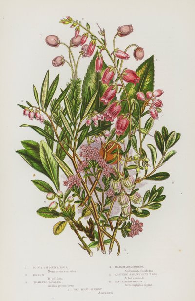 Rośliny kwitnące Wielkiej Brytanii: Scottish Menziesia, Irish Menziesia, Trailing Azalea, Marsh Andromeda, Austere Strawberry Tree, Black Bear-Berry, Red Bear-Berry (kolorowa litografia) autorstwa English School