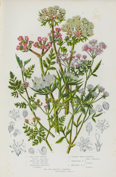 Rośliny kwitnące Wielkiej Brytanii: Sea Side Carrot, Small Bur Parsley, Great Bur Parsley, Upright Hedge Parsley, Spreading Hedge Parsley, Knotted Hedge Parsley, Sea Side Prickly Samphire (color litho) autorstwa English School
