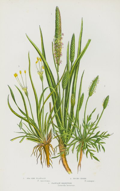 Kwitnące rośliny Wielkiej Brytanii: Sea Side Plantain, Bucks Thorn, Plantain Shoreweed (kolorowa litografia) autorstwa English School