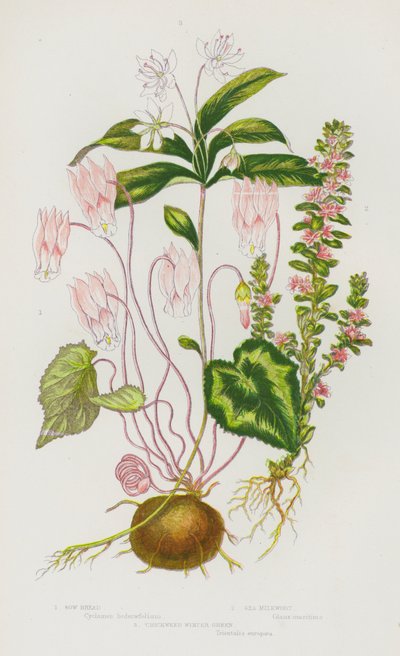 Rośliny kwitnące Wielkiej Brytanii: Sow Bread, Sea Milkwort, Chickweed Winter Green (kolorowa litografia) autorstwa English School