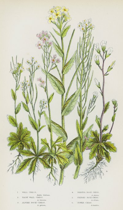 Rośliny kwitnące Wielkiej Brytanii: Wall Cress, Hairy Wall Cress, Alpine Rock Cress, Bristol Rock Cress, Fringed Rock Cress, Tower Cress (kolorowa litografia) autorstwa English School