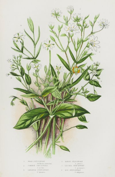 Kwitnące rośliny Wielkiej Brytanii: Wood Stitchwort, Common Chickweed, Greater Stitchwort, Marsh Stitchwort, Lesser Stitchwort, Bog Stitchwort (kolorowa litografia) autorstwa English School