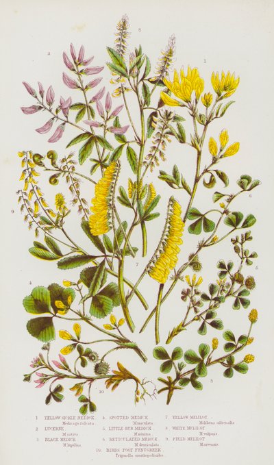 Flowering Plants of Great Britain: Yellow Sickle Medick, Lucerne, Black Medick, Spotted Medick, Little Bur Medick, Reticulated Medick, Birds Foot Fenugreek, Yellow Melilot, White Melilot, Field Melilot (color litho) autorstwa English School