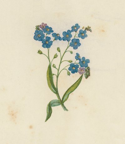 Niezapominajka, Myosotis Palustris (litografia kolorowa) autorstwa English School
