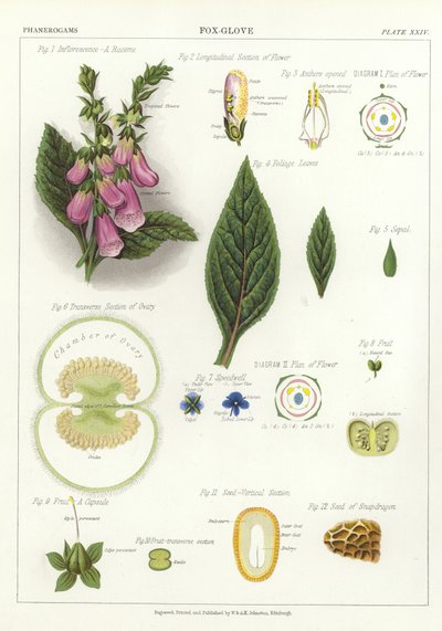 Naparstnica autorstwa English School