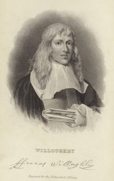 Franciszek Willughby autorstwa English School