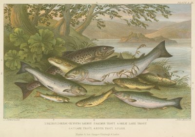 Ryby słodkowodne (kolorowy grawerunek) autorstwa English School