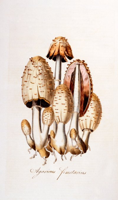 Grzyby: Agaricus fimelarius [pospolity kałamarz], ilustracja z Flora Londiniensis [Kwiaty Londynu] Williama Curtisa, wydana w latach 1777-98 (kolorystyka) autorstwa English School
