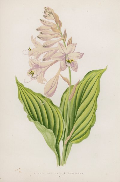 Funkia Undulata; B Variegata (litografia kolorowa) autorstwa English School