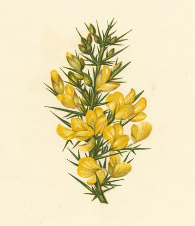 Furze, Ulex Europaeus (litografia kolorowa) autorstwa English School