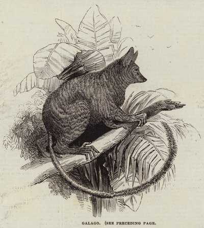 Galago (grawerowanie) autorstwa English School