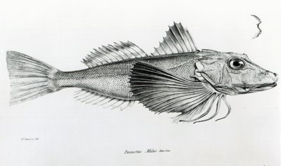 Galapagos Gurnard, płyta 6 z „Zoologii podróży H.M.S Beagle, 1832-36” Karola Darwina autorstwa English School