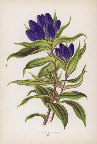 Gentiana Andrewsii (kolorowa litografia) autorstwa English School
