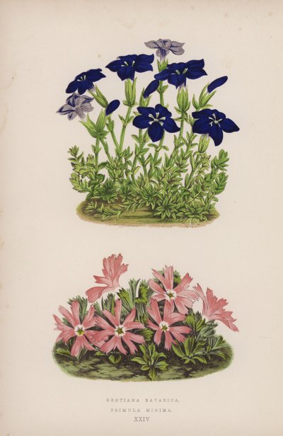Gentiana Bavarica; Primula Minima (kolor lito) autorstwa English School