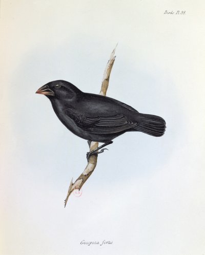 Geospiza Fortis, ilustracja z The Zoology of the Voyage of H.M.S. Beagle, 1832-36, Charles Darwin (1809-92), 1840 autorstwa English School