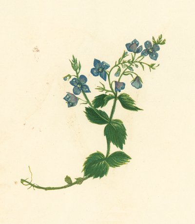 Germander Speedwell, Veronica Chamaedrys (kolorowa litografia) autorstwa English School