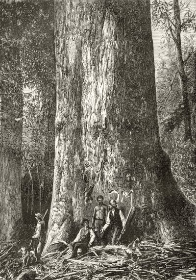 Giant Gum Tree, ok. 1880, z „Australian Pictures” Howarda Willoughby, opublikowane przez religijne Towarzystwo Traktowe, Londyn, 1886 autorstwa English School
