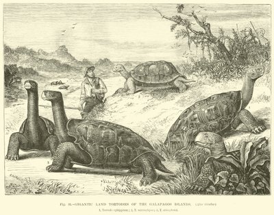 Gigantyczne lądowe żółwie z Wysp Galapagos autorstwa English School