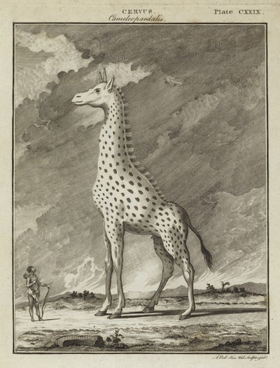 Żyrafa (Cervus camelopardalis) autorstwa English School