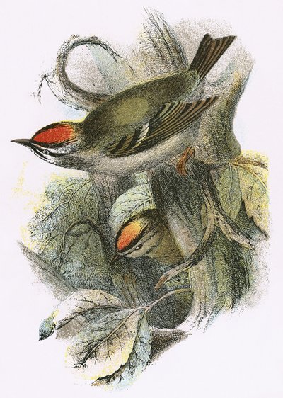 Goldcrest (na dole) i Firecrest (na górze) autorstwa English School