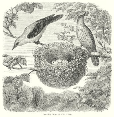 Złote Wilgi (grawerunek) autorstwa English School