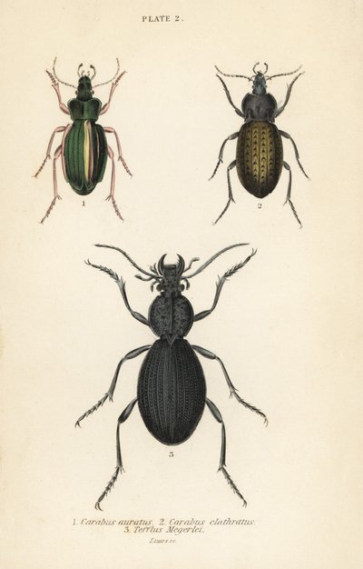 Biegacz złocisty, Carabus auratus 1, biegacz zwyczajny, Carabus clathratus 2 i duży czarny biegaczowaty, Teflus megerlei autorstwa English School