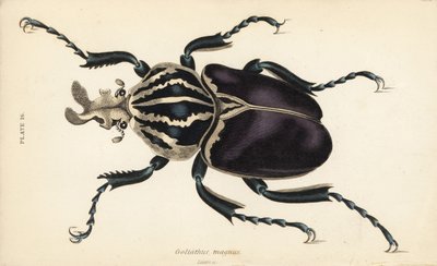 Chrząszcz Goliat , Goliathus goliatus ( Goliathus magnus ) autorstwa English School