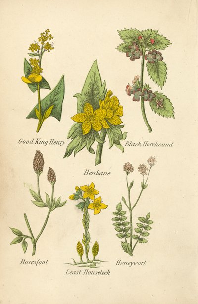 Good King Henry, Henbane, Black Horehound, Haresfoot, Least Houseleek, Honeywort (kolorowa litografia) autorstwa English School