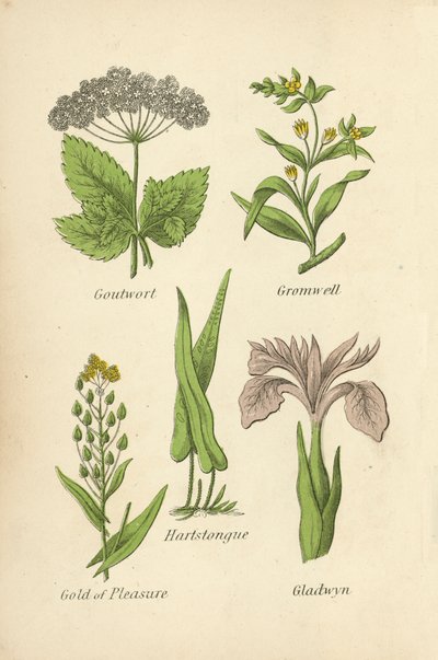 Goutwort, Gromwell, Hartstongue, Gold of Pleasure, Gladwyn autorstwa English School