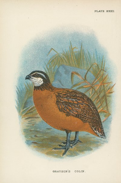 Colin Gray Graysona autorstwa English School