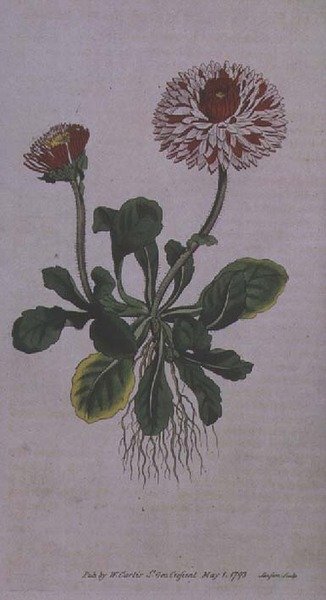 Wielka Podwójna Stokrotka (Bellis perennis var. major flore pleno), tablica 228 z „The Botanical Magazine” (lub „Flower Garden Displayed”) Williama Curtisa, ryt. F. Sansom, wyd. 1793-94 autorstwa English School