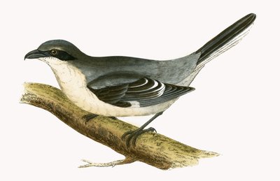 Wielka szara dzierzba, ilustracja z „Historii ptaków Europy nieobserwowanej na wyspach brytyjskich” Charlesa Roberta Bree (1811-86), opublikowana w 1867 r. autorstwa English School
