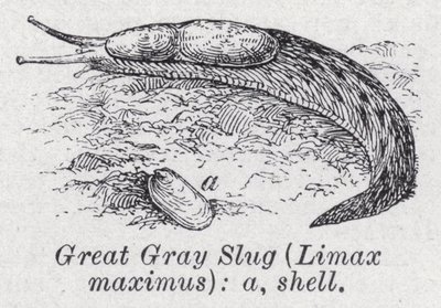 Wielki szary ślimak, Limax maximus (lito) autorstwa English School