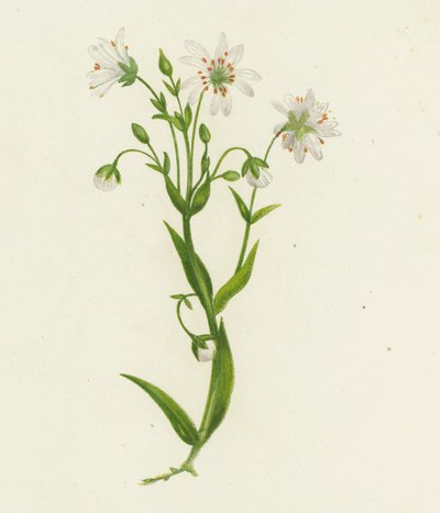 Stellaria holostea (kolorowa litografia) autorstwa English School