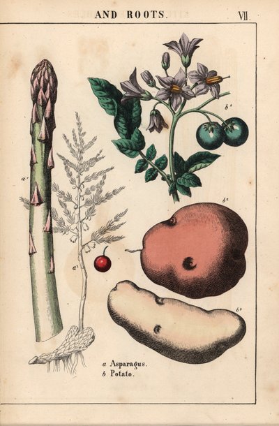 Zielone szparagi i ziemniaki   , z „Pouczającej książki z obrazkami, czyli lekcji ze świata warzyw”, [Charlotte Mary Yonge], Edynburg autorstwa English School